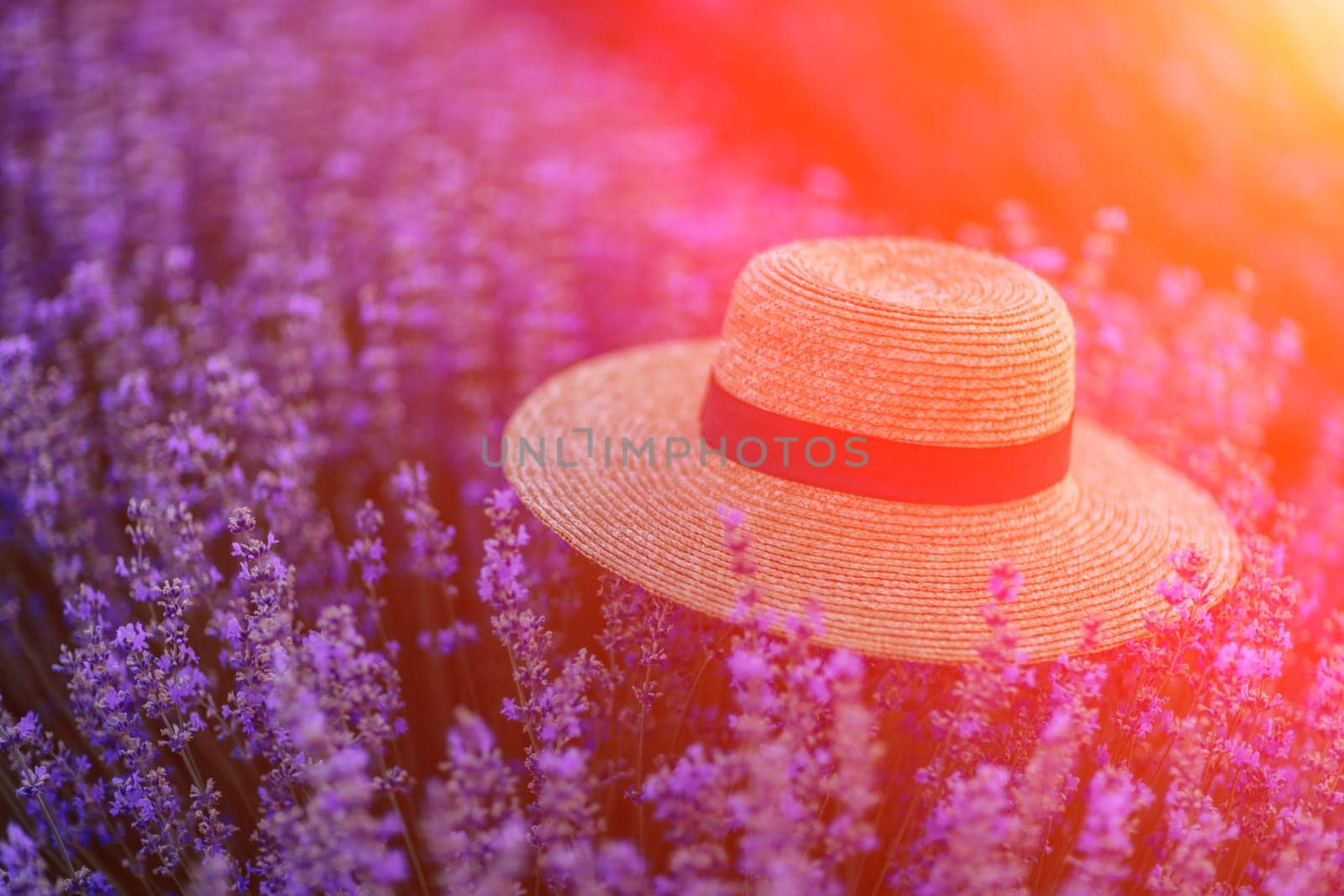 Straw hat purple lavander flower field. Vibrant flower field. Illustrating hat among vivid flowers