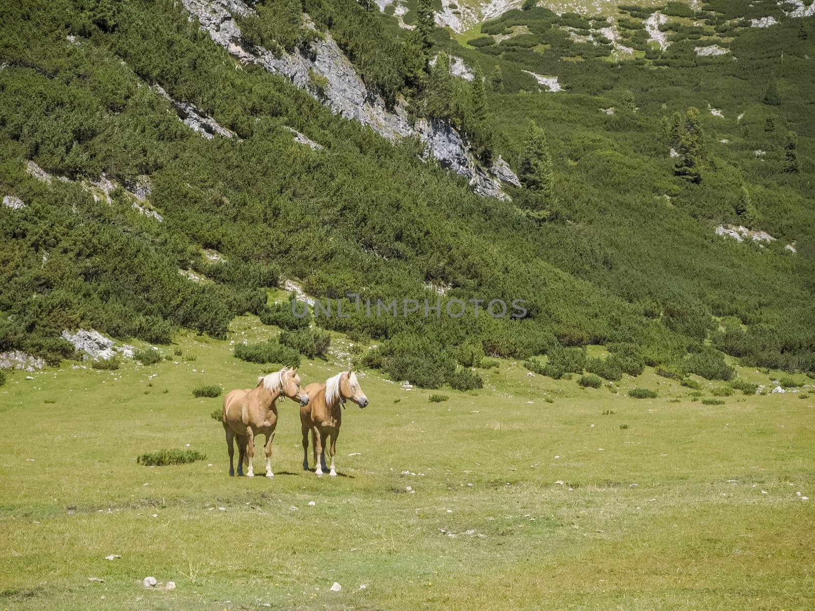 horses on grass in dolomites mountains background panorama