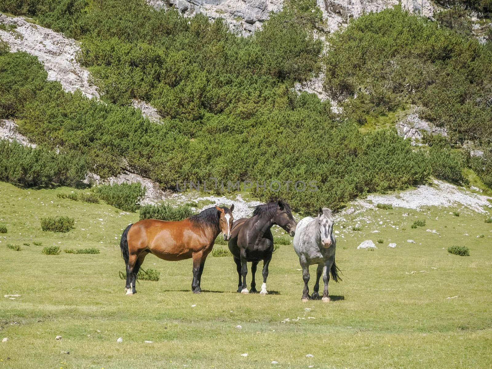 horses on grass in dolomites mountains background panorama