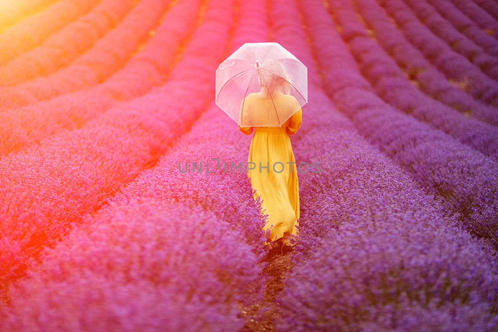 Woman lavender field. A middle-aged woman in a lavender field walks under an umbrella on a rainy day and enjoys aromatherapy. Aromatherapy concept, lavender oil, photo session in lavender.