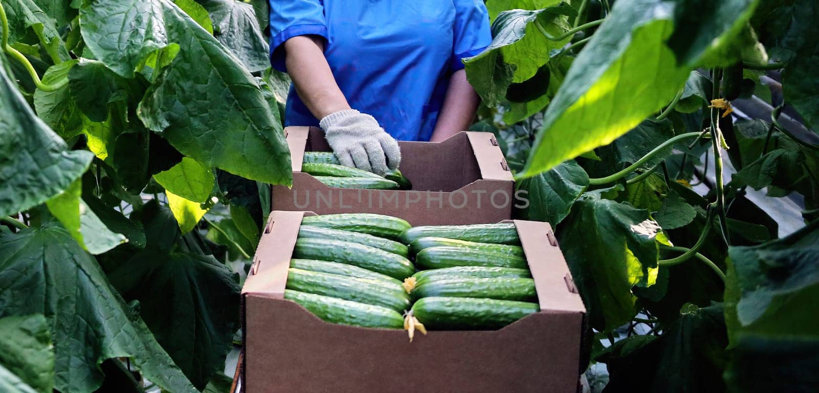 Picking cucumbers in a greenhouse. Close-up of boxes with cucumbers in the aisle.