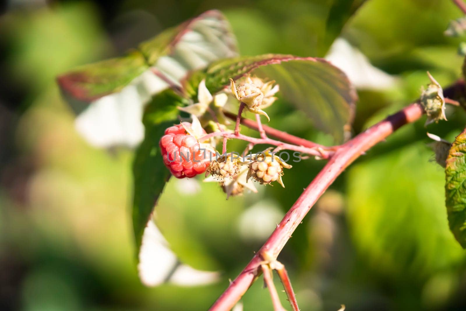Closeup view of the sweet raspberry in the summer garden. by africapink