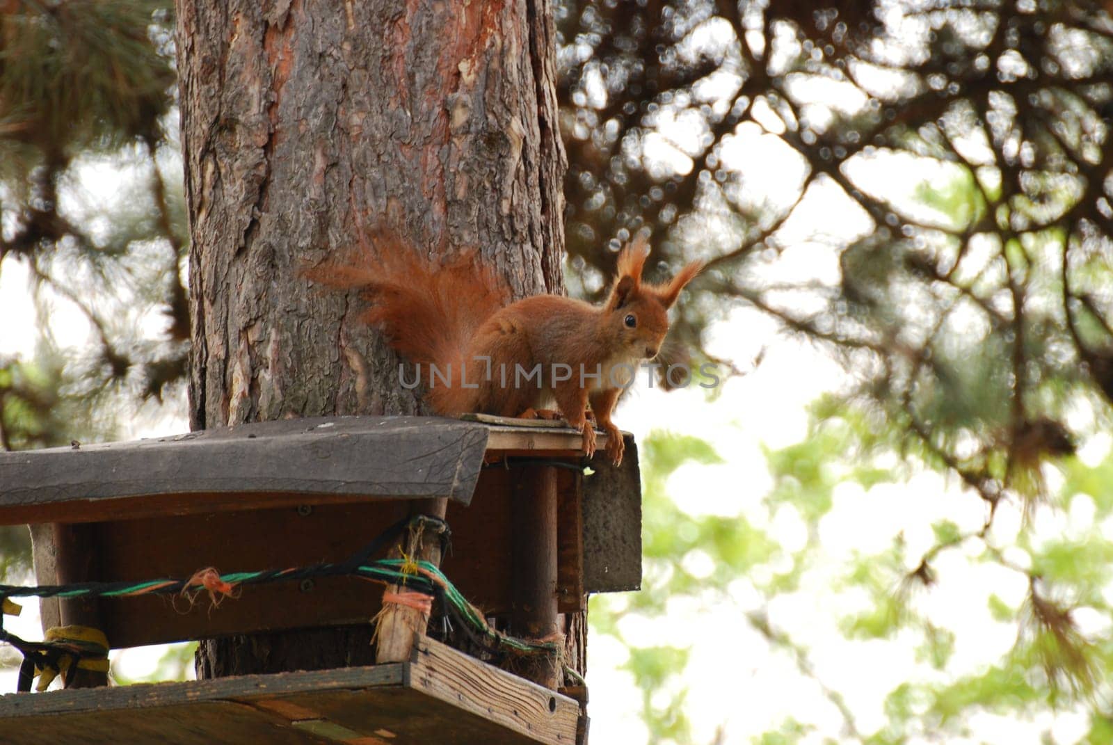Low angle shot of a squirrel climbing around a wooden bird house on a tree