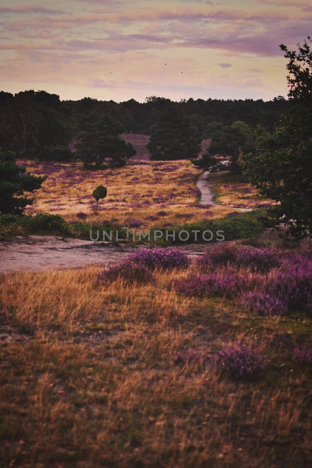 Blooming heath at sunset at Westruper Heide, Germany