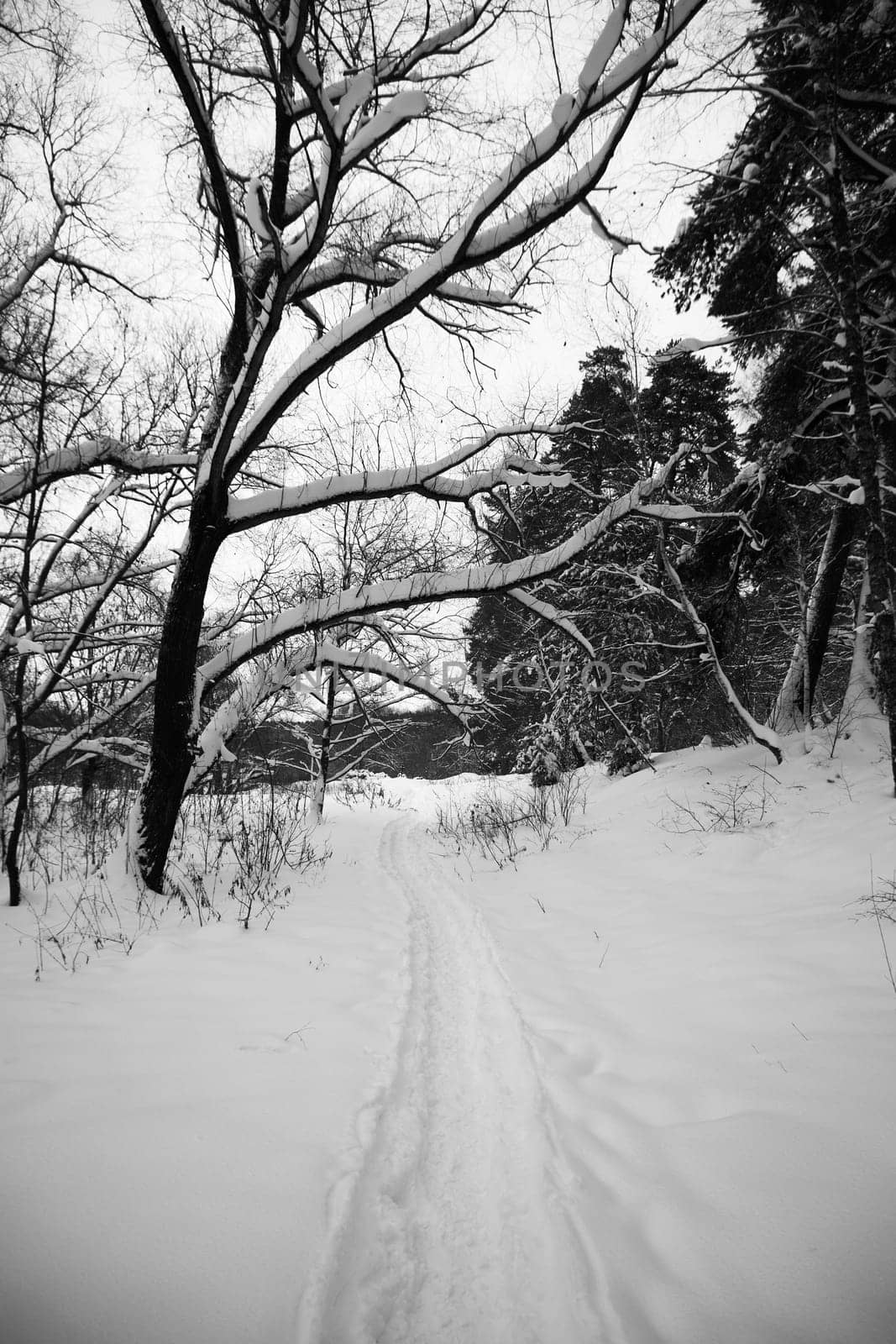 Snowy path in the forest, black and white photo. Beautiful winter landscape