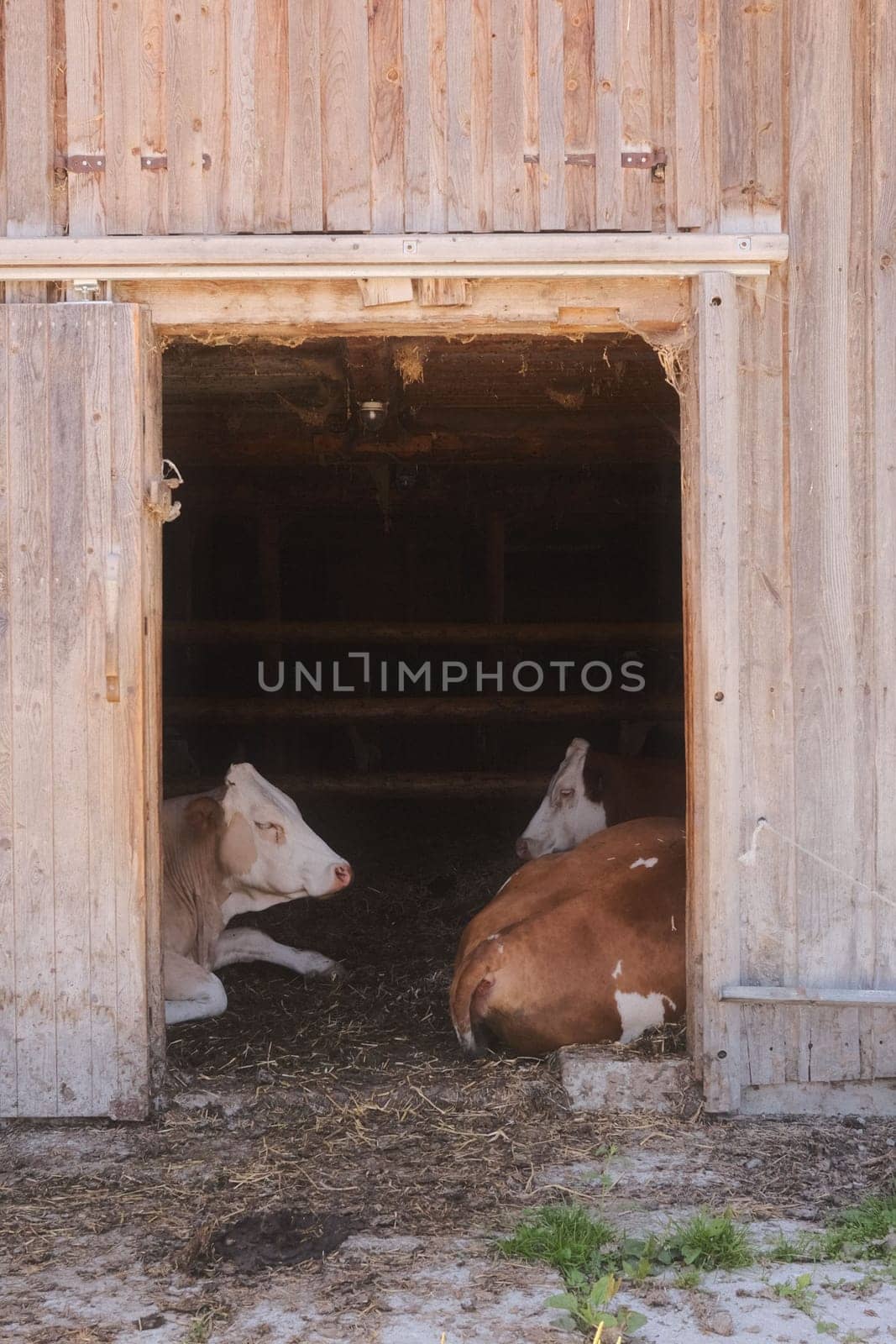 Two brown and white cows lying in a wooden barn in Austria