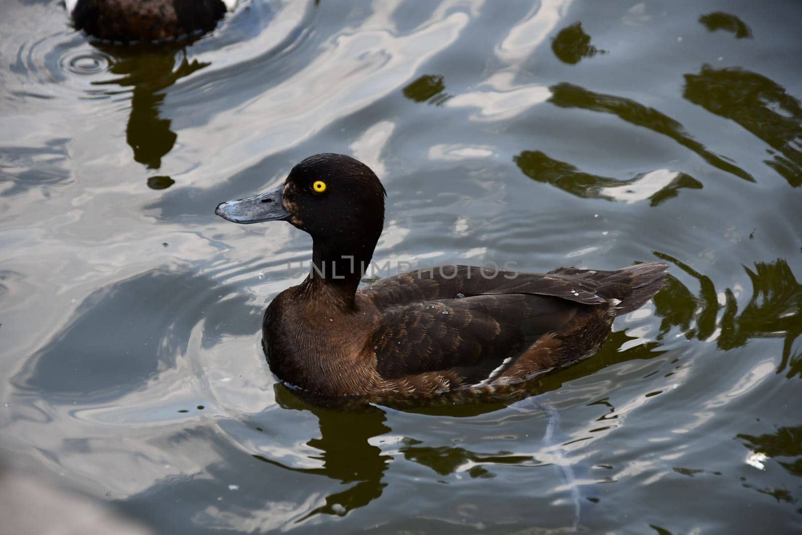 Closeup of a lovely black duck with yellow eyes floating on the water surface