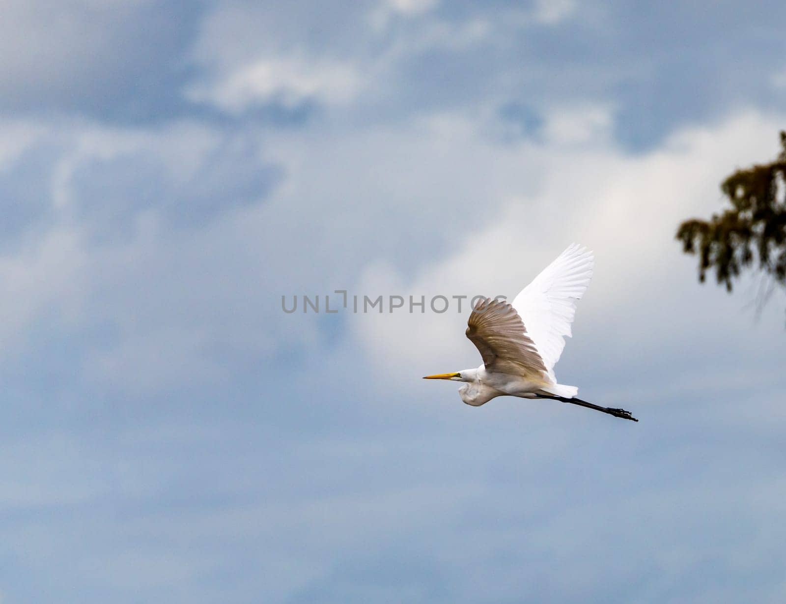 Great Egret by the stumps of bald cypress trees in Atchafalaya basin by steheap