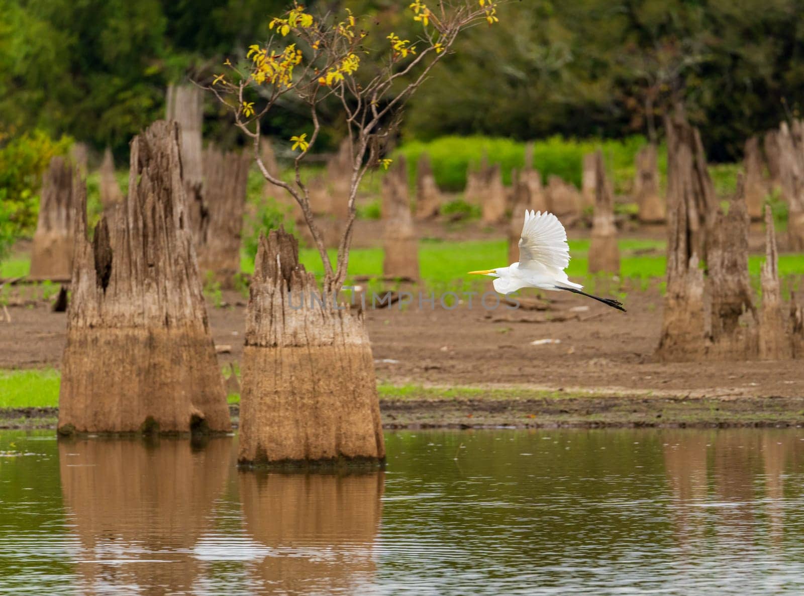 Great Egret flying by stumps of bald cypress trees in Atchafalaya basin by steheap