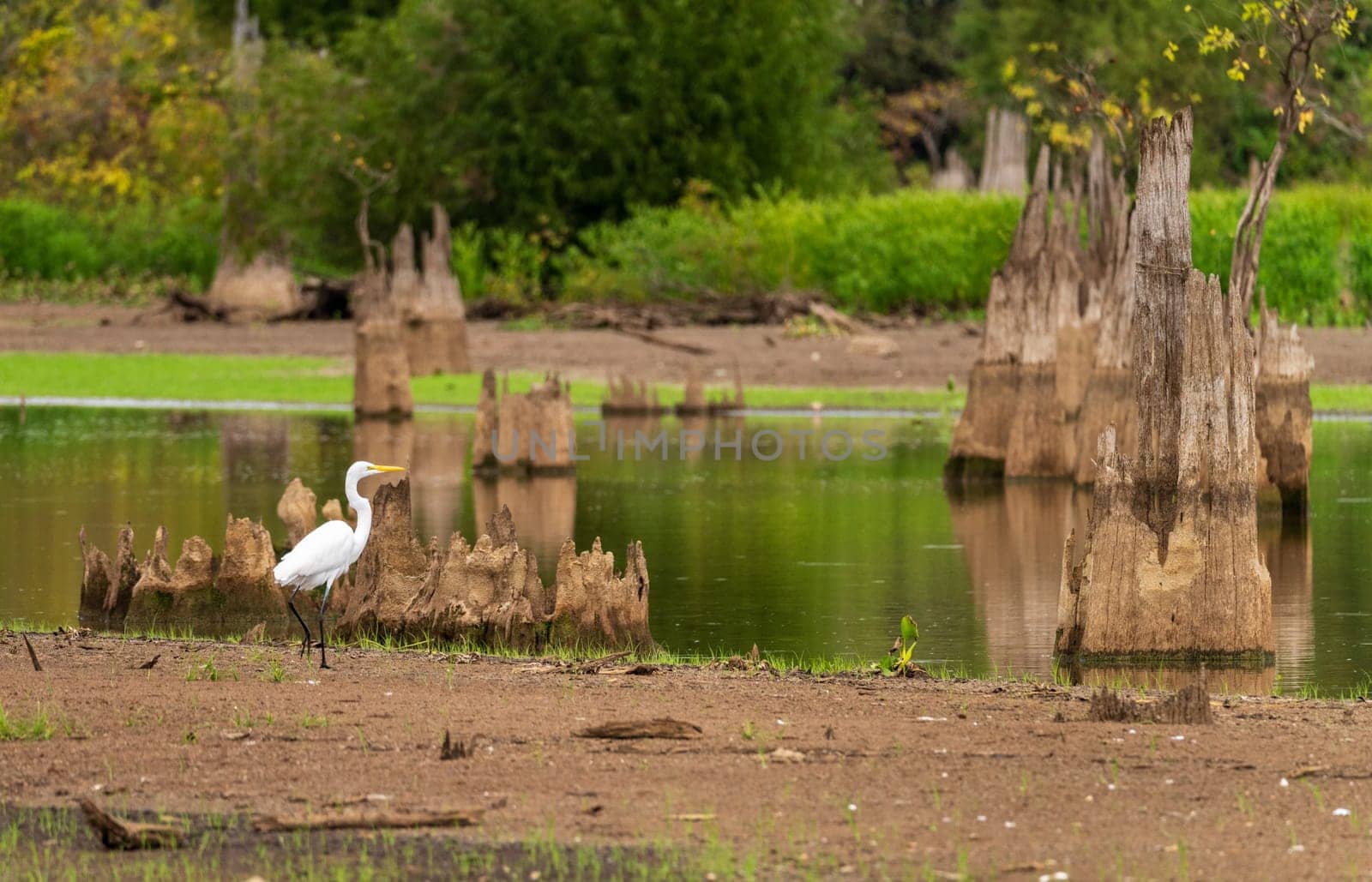 Great Egret bird walking on riverbank by stumps from felling of bald cypress trees in calm waters of Atchafalaya Basin near Baton Rouge Louisiana