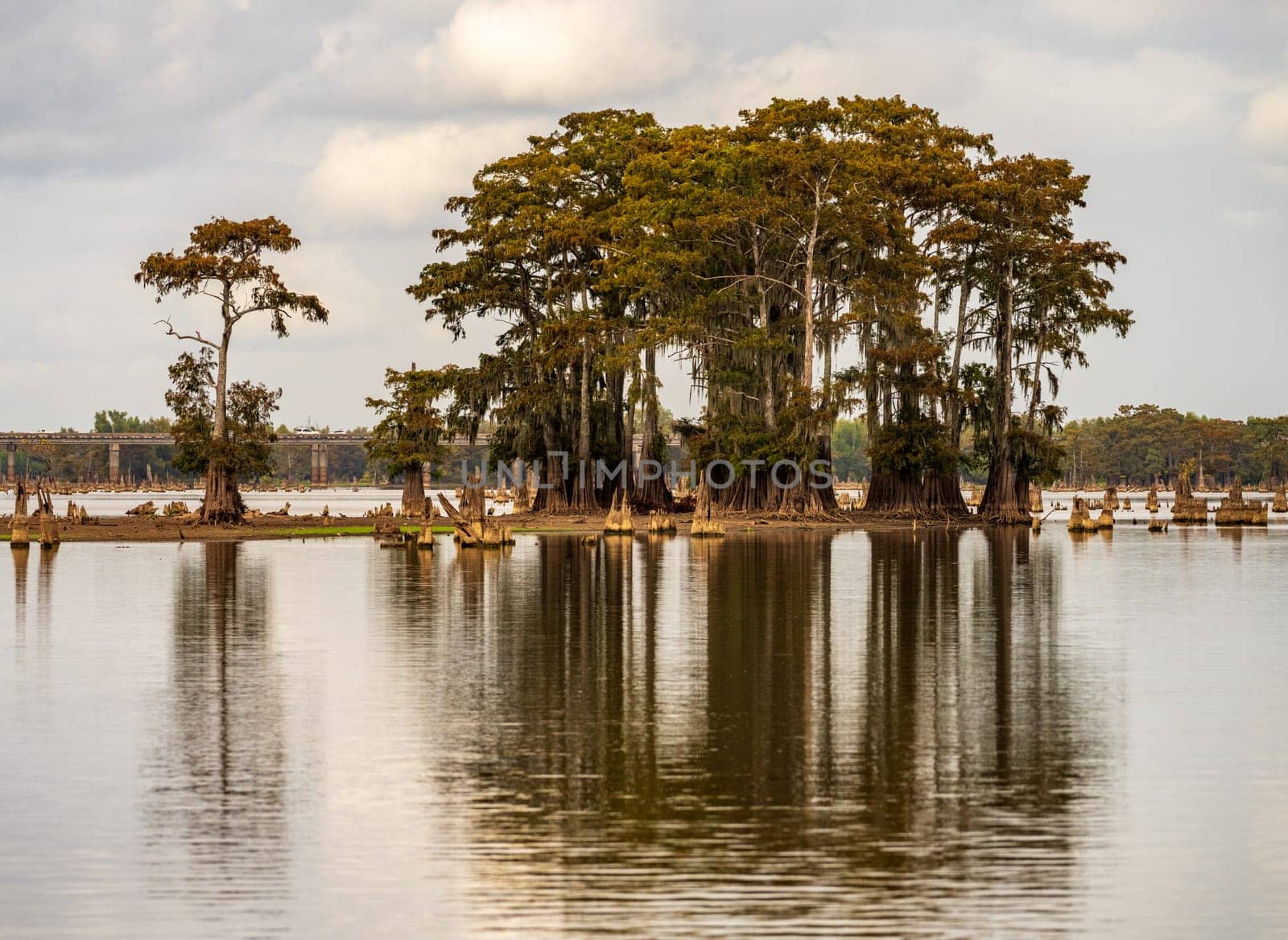 Stand of bald cypress trees rise out of water in Atchafalaya basin by steheap