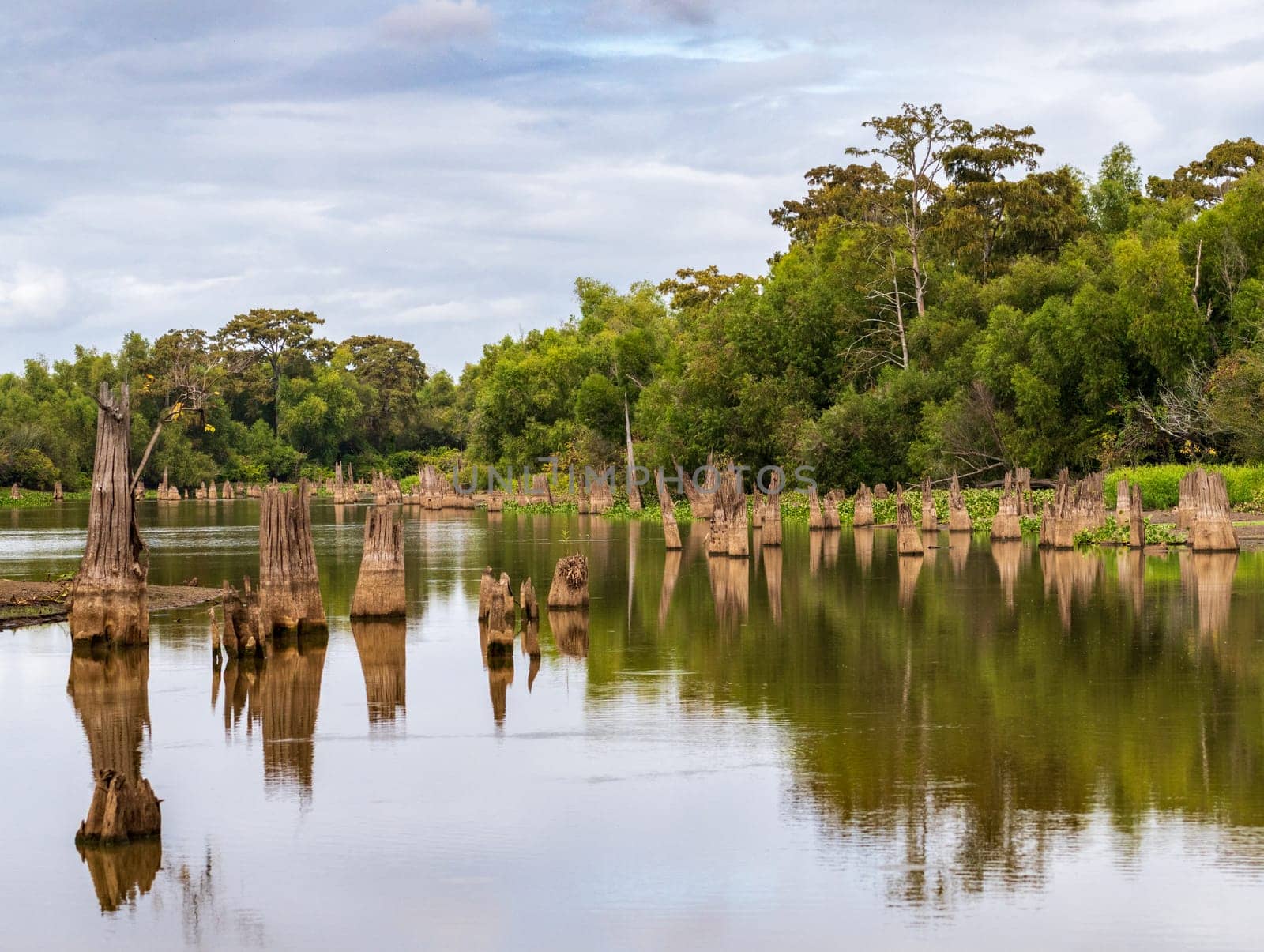 Stumps of bald cypress trees rise out of water in Atchafalaya basin by steheap