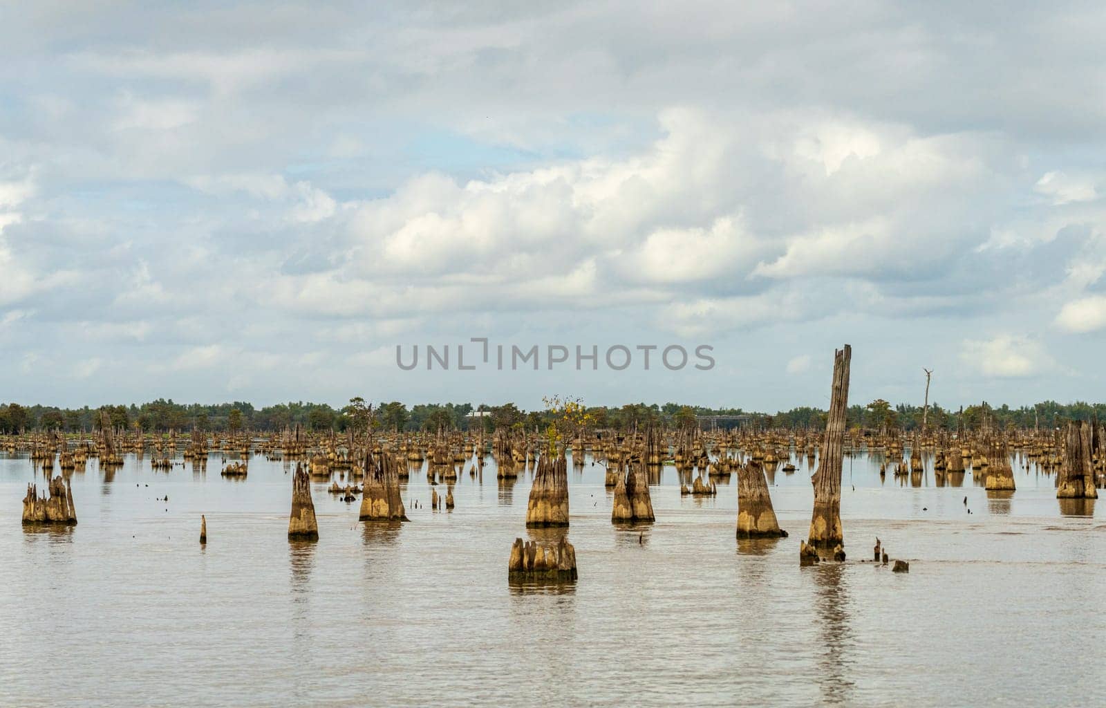 Stumps of bald cypress trees rise out of water in Atchafalaya basin by steheap