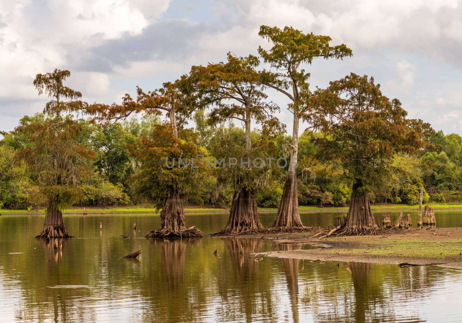 Stand of bald cypress trees rise out of water in Atchafalaya basin by steheap