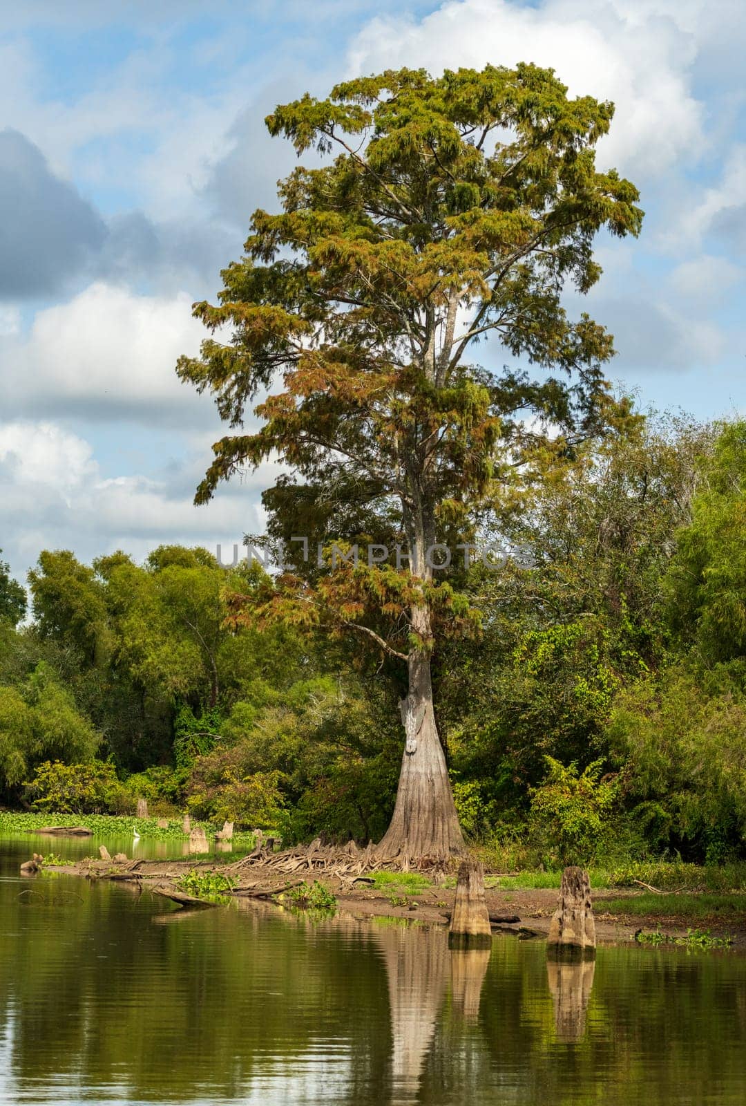Large bald cypress trees rise out of water in Atchafalaya basin by steheap