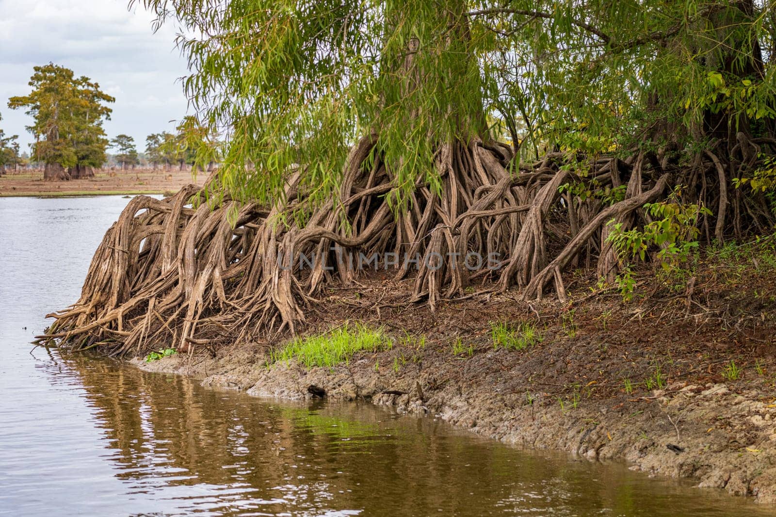 Roots and knees of bald cypress treeson the banks in calm waters of the bayou of Atchafalaya Basin near Baton Rouge Louisiana