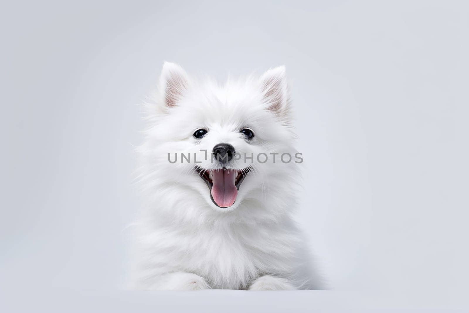 A happy and funny dog looking in front, neutral background