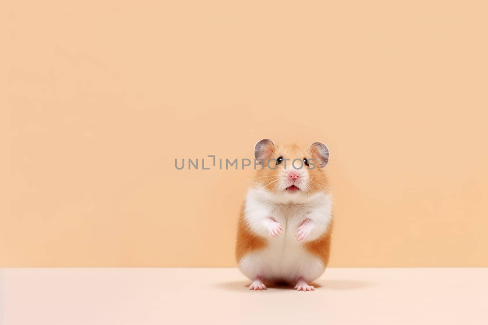 Portrait of a little cute adorable hamster sitting with an light orange background