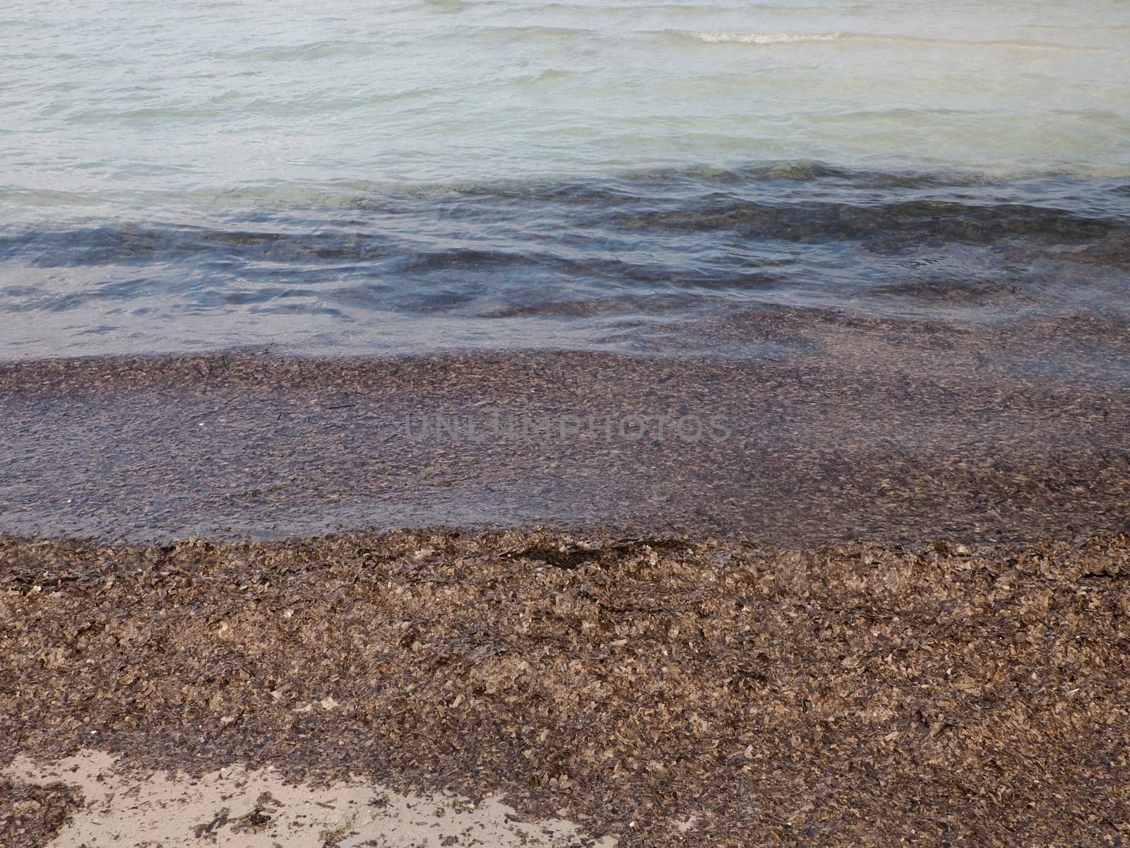 silver beach algae posidonia seaweed in porquerolles island france, panorama landscape