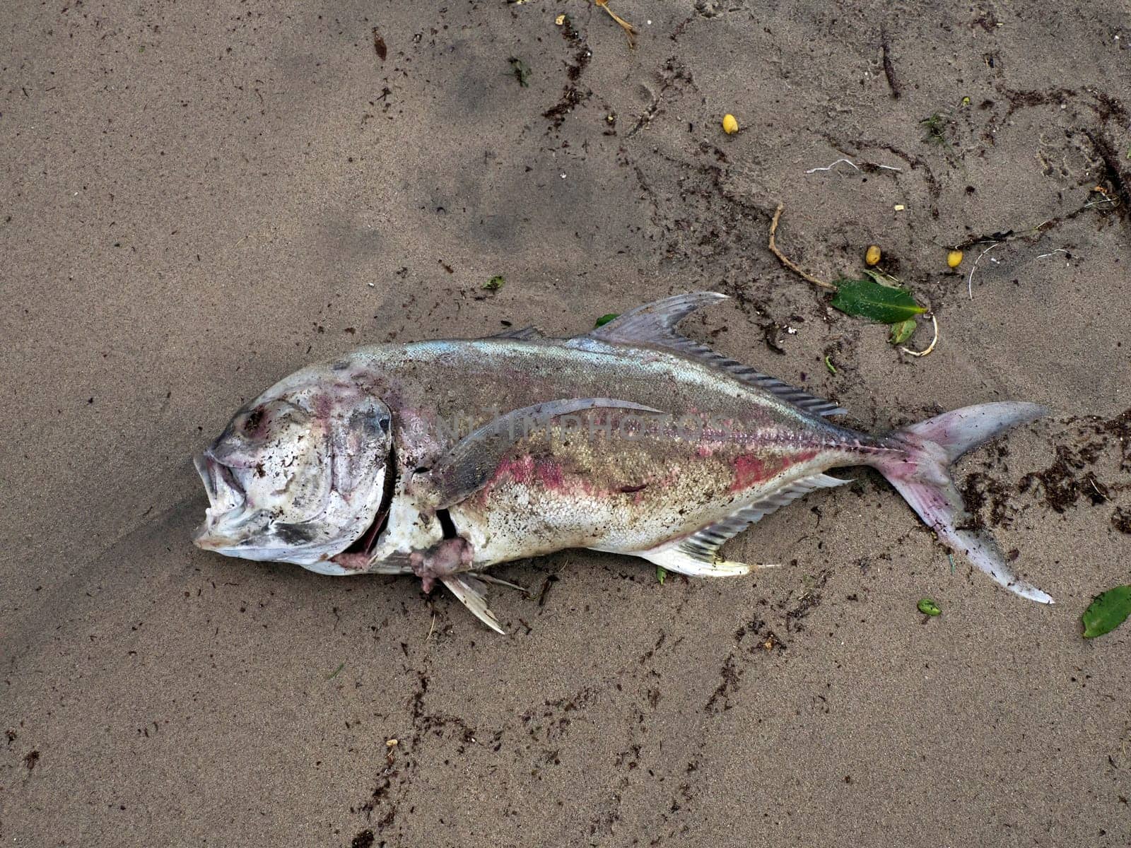 fish dead after Hurricane Norma October 2023 La Paz Baja California Sur by AndreaIzzotti