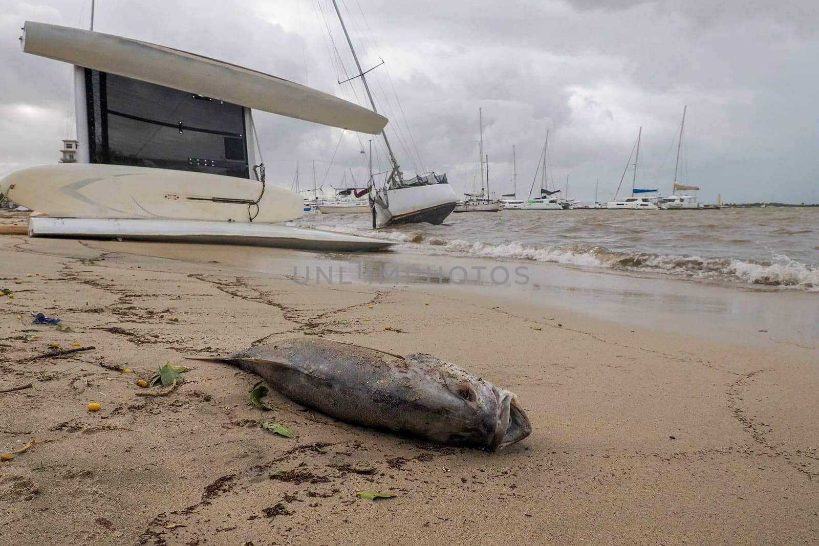 fish dead after The effects of Hurricane Norma October 2023 La Paz Baja California Sur