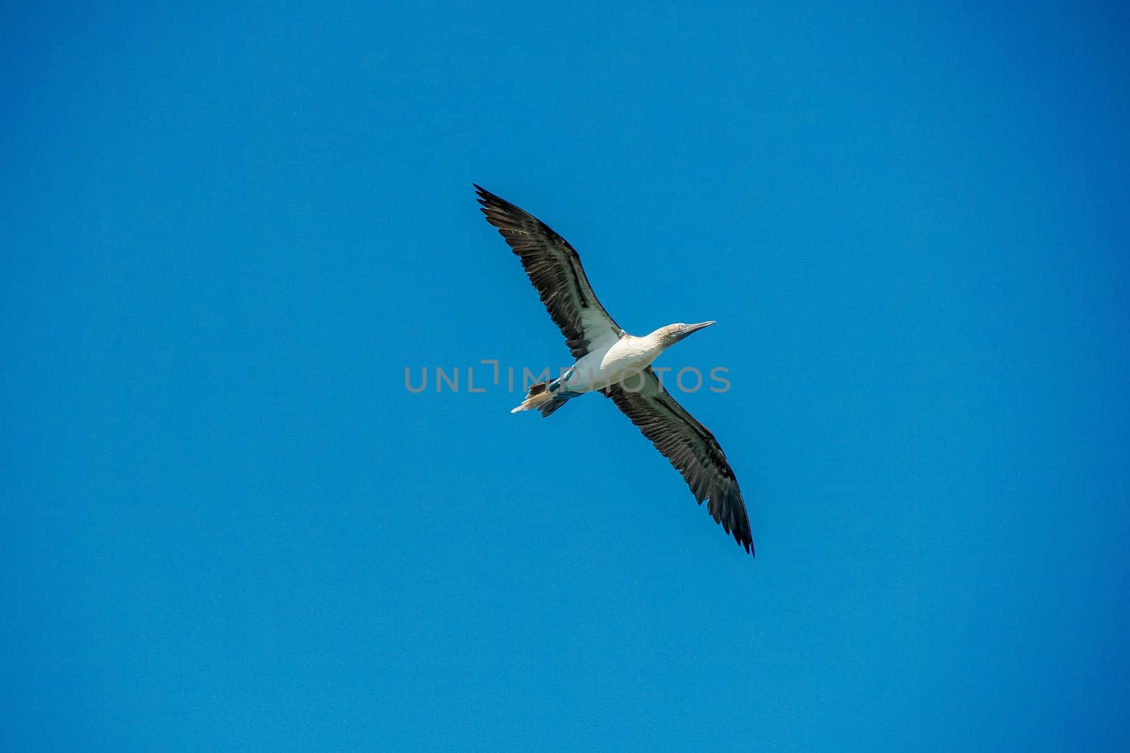 Flying Blue-footed Booby (Sula nebouxii) on rocks, coming from Galapagos Islands Ecuador to Baja California Sur, Mexico