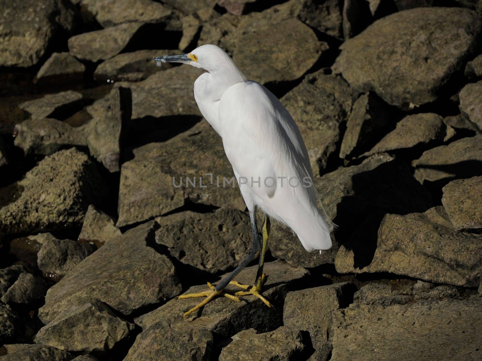 White egret basking in the sun on pier rocks baja california sur , mexico, by AndreaIzzotti