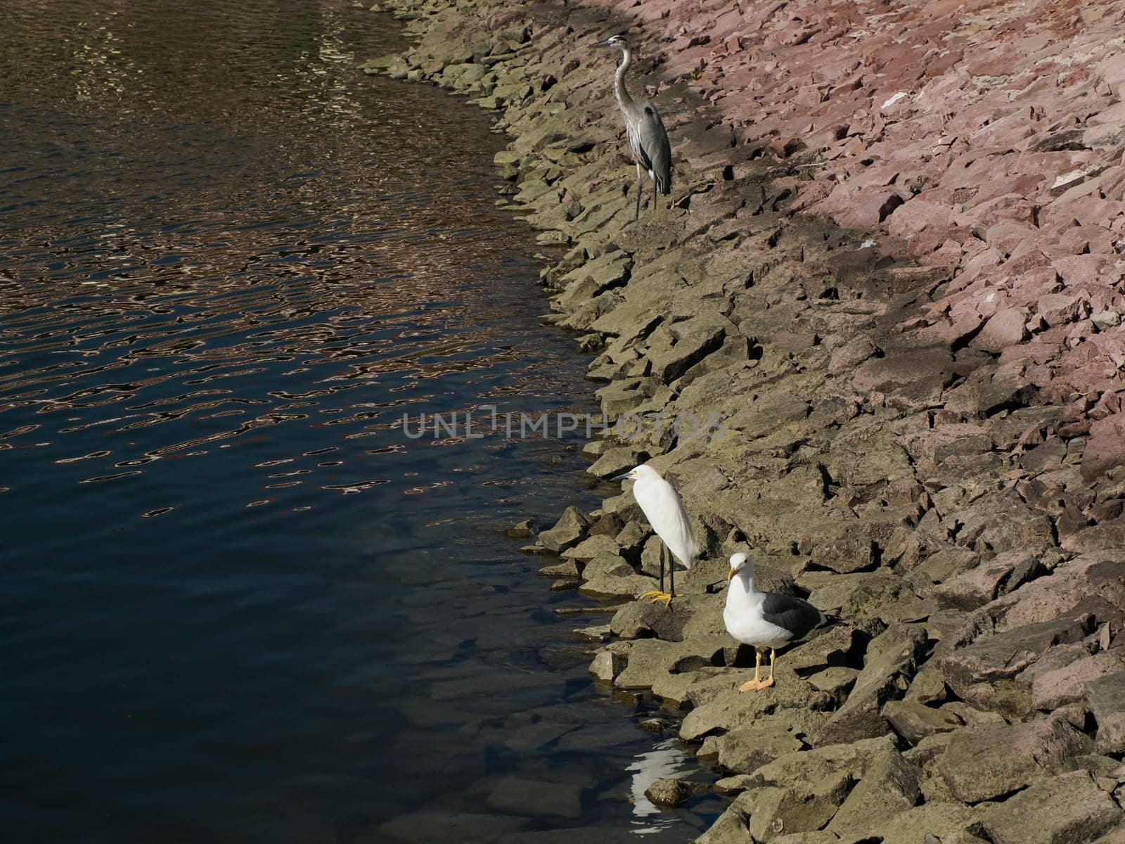An Adult great blue heron ,ardea herodias, and white egret basking in the sun on pier rocks baja california sur , mexico,