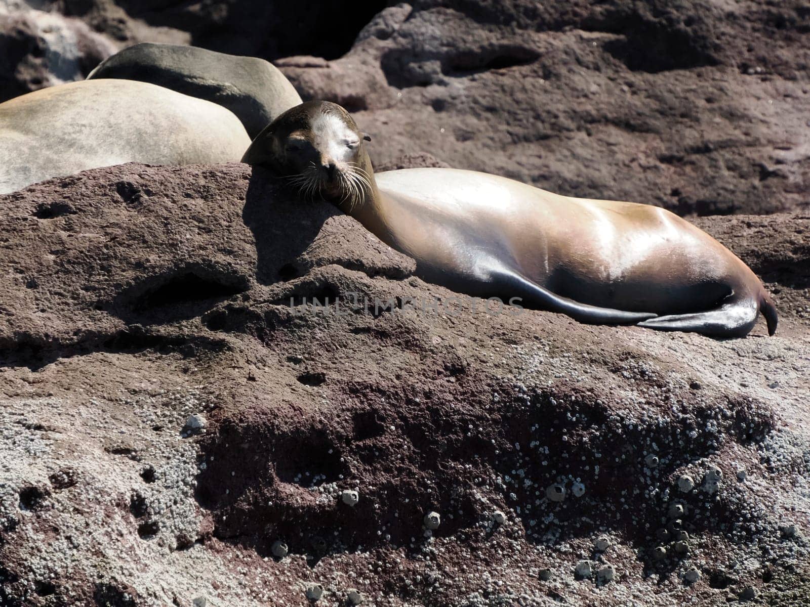 california sea lion relaxing on rocks galapagos by AndreaIzzotti