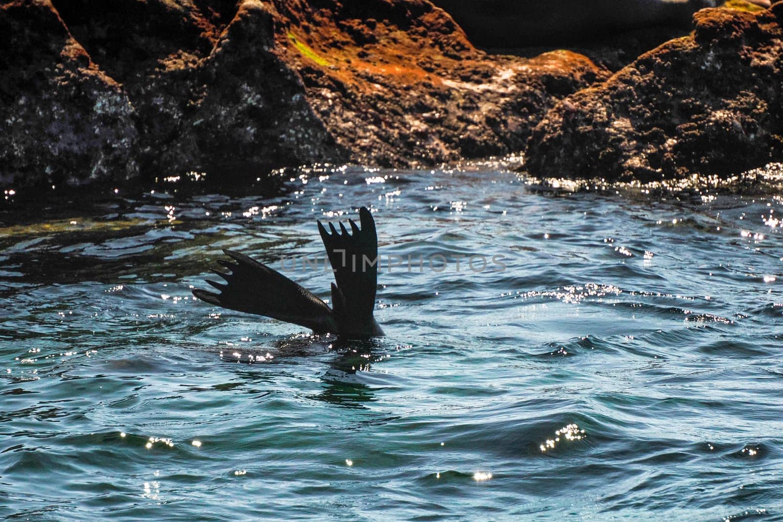 A california sea lion relaxing near the rocks galapagos
