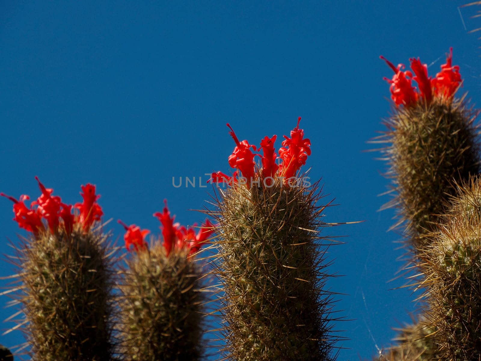 Wild cactus in Magdalena bay Isla Santa Margarita baja california sur by AndreaIzzotti