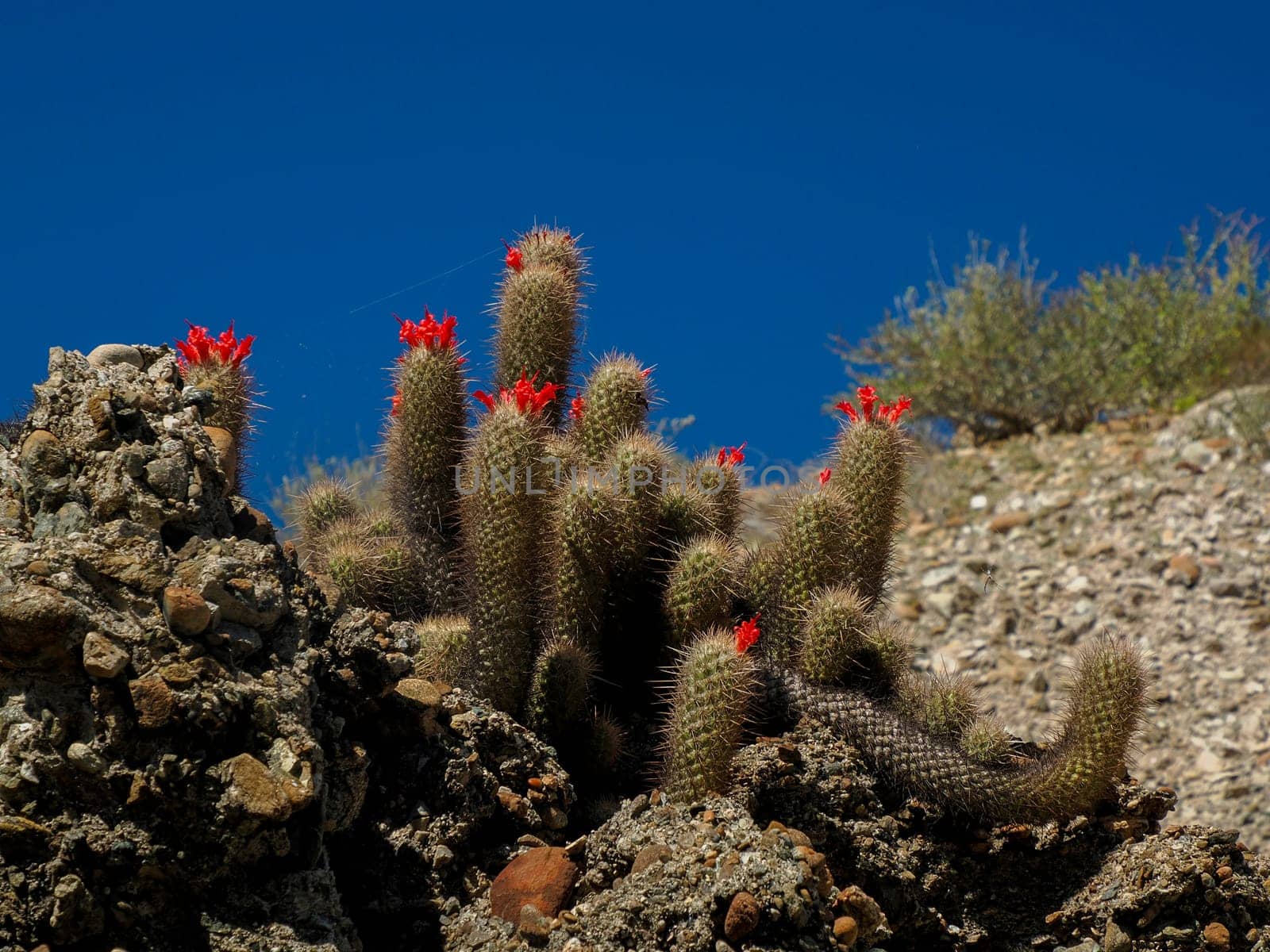 Wild cactus in Magdalena bay Isla Santa Margarita baja california sur by AndreaIzzotti