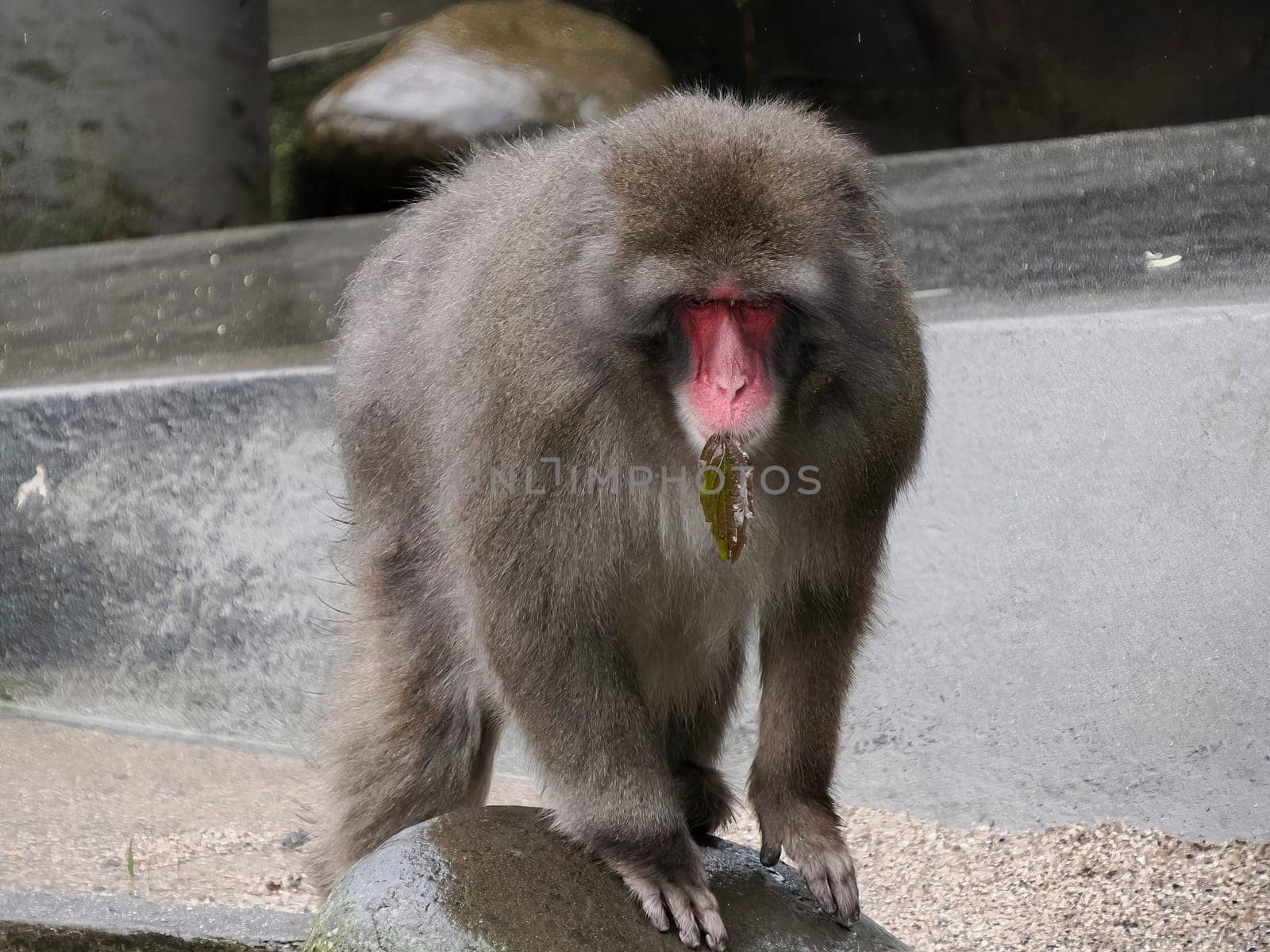 japanese macaque monkey ape holding a leaf in mouth by AndreaIzzotti