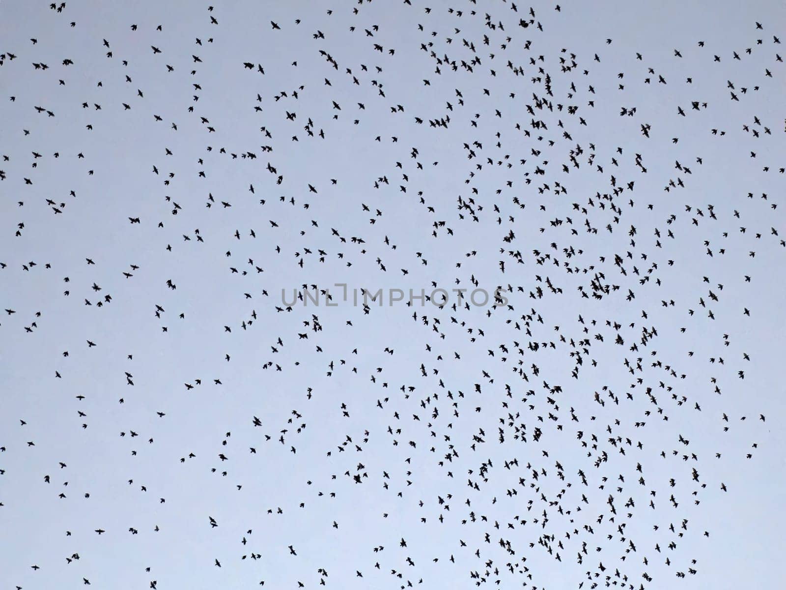 many birds flying outside milan Central rail station at night by AndreaIzzotti