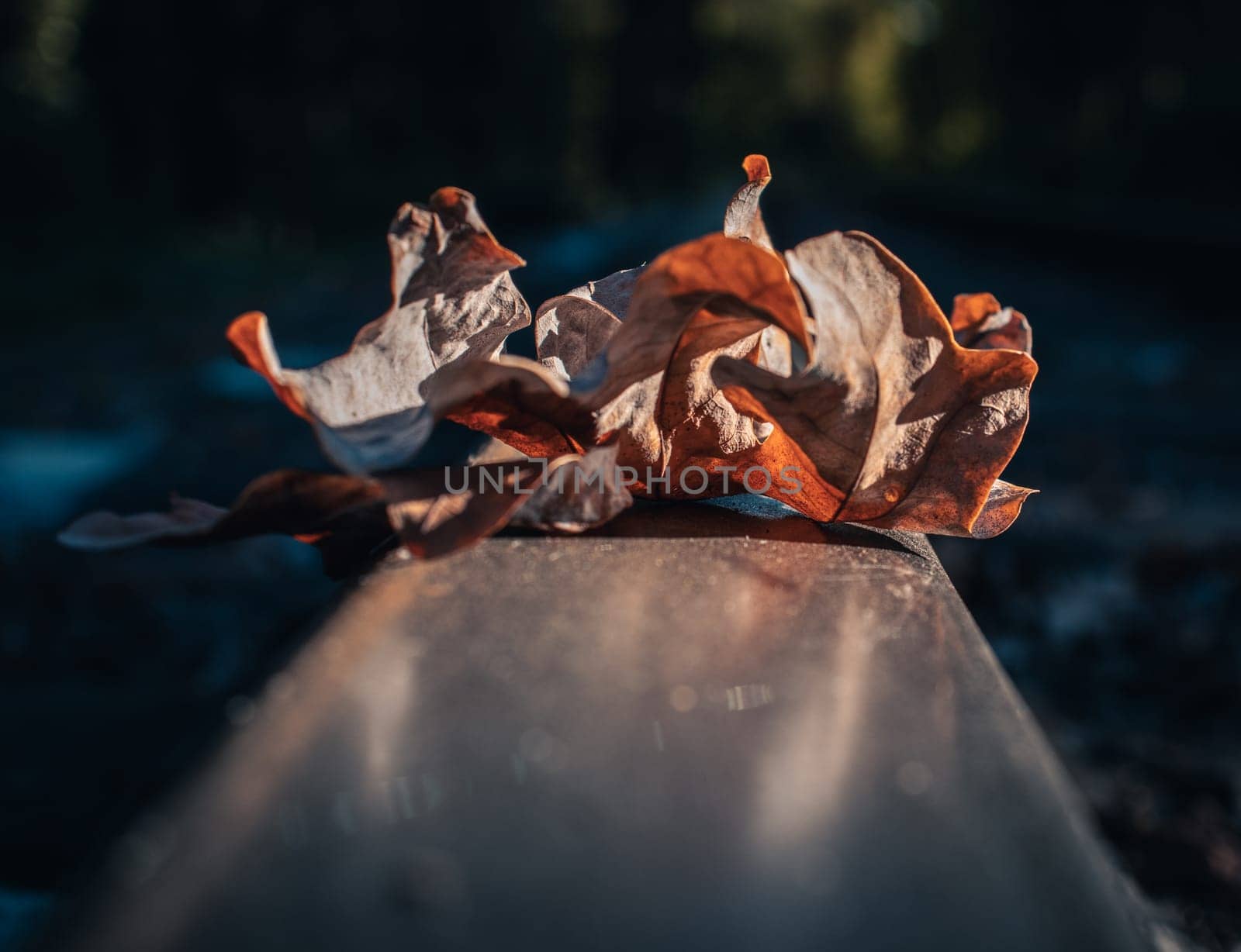 Close up bright oak dry leaf on rails concept photo. Fall season, top view. Majestic scenery of railway road in forest. Beautiful nature scenery photography. High quality picture for wallpaper, travel blog.