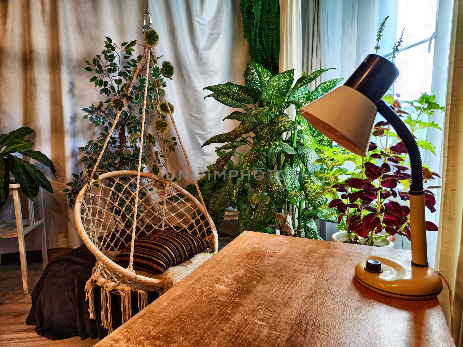 The interior of the room has a wicker swing chair, a desk, a desk lamp and green flowers, trees and window with curtains. A study with greenery. Winter Garden