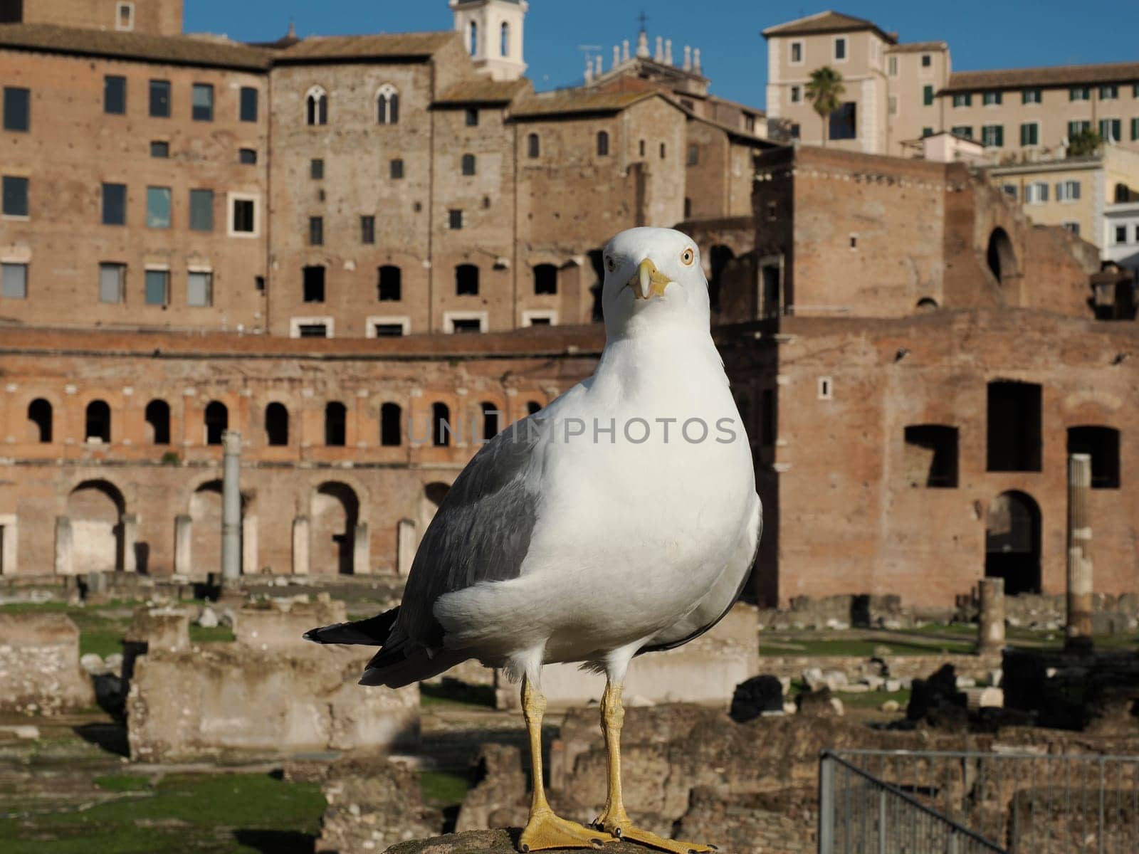 seagull portrait on fori imperiali rome buildings on walkway view imperial forums