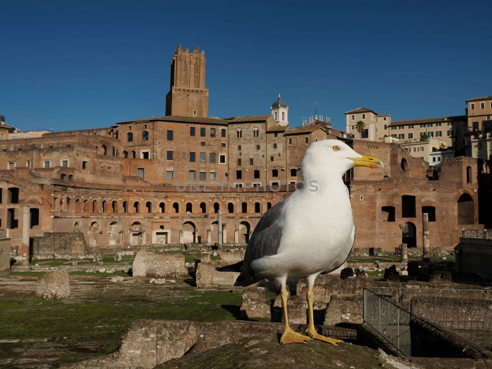 seagull portrait on fori imperiali rome buildings on walkway view imperial forums