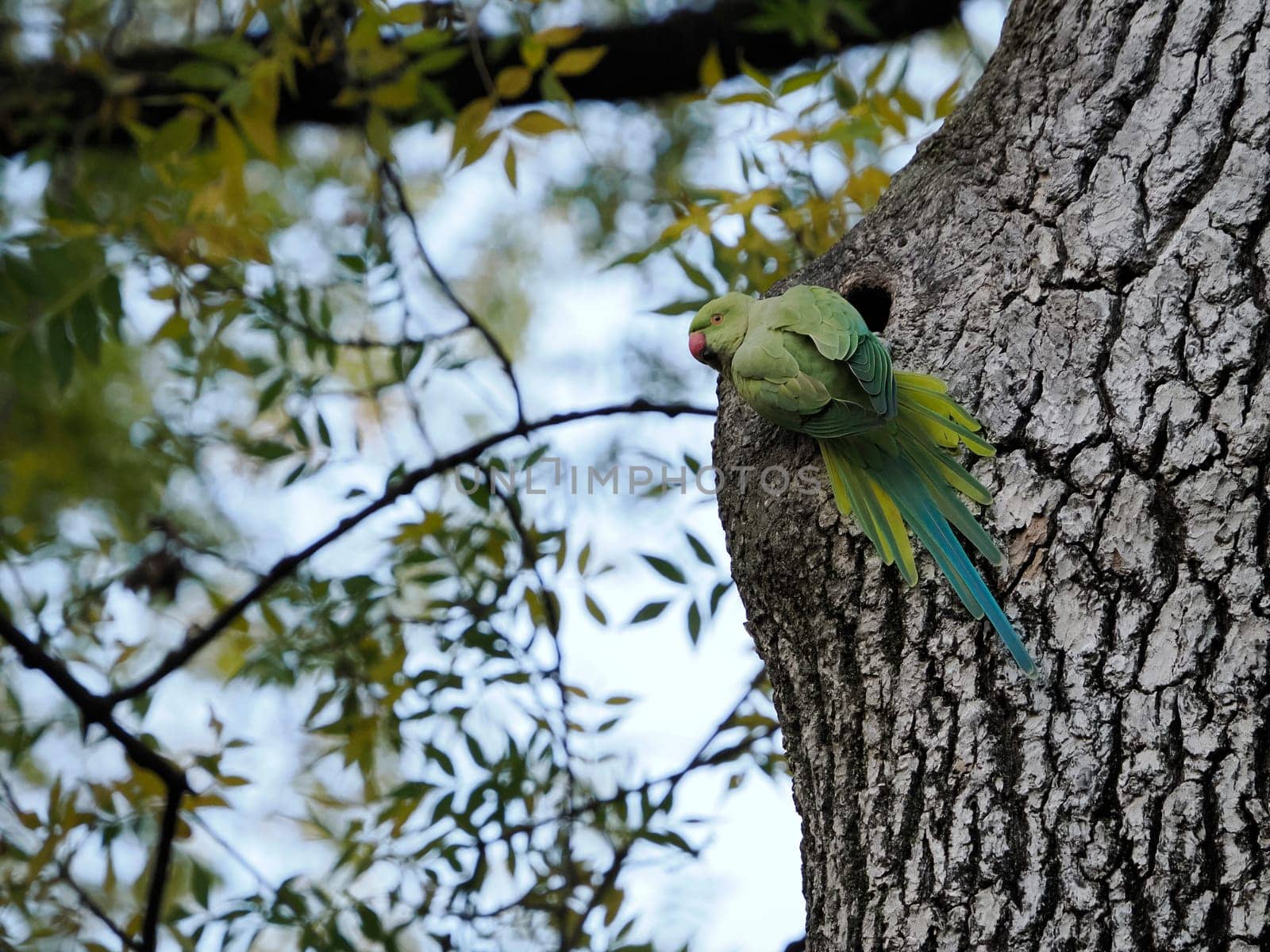 green parrot on a tree in rome botanical gardens by AndreaIzzotti