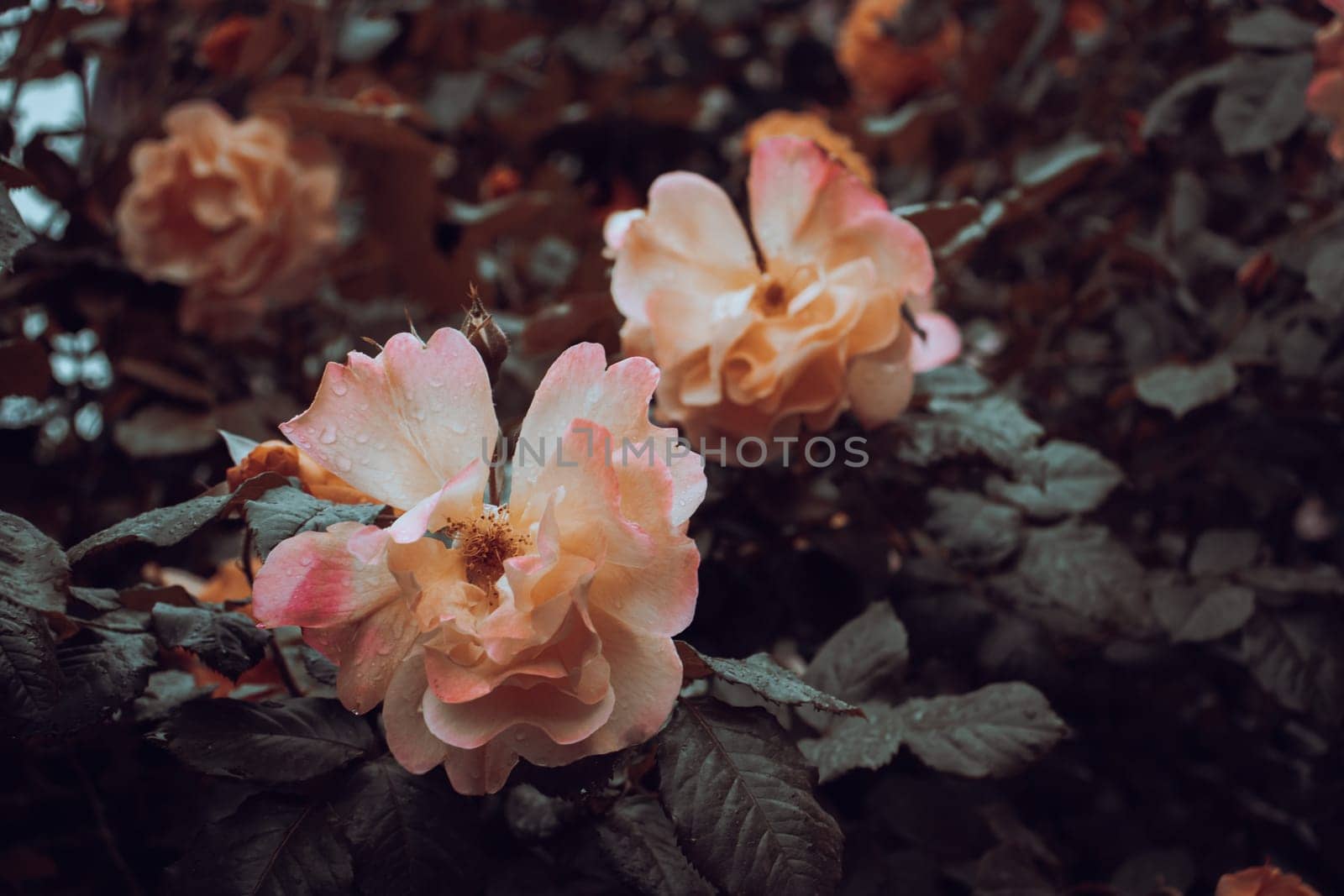 Close up rose flower buds under rain concept photo. Growing plants in garden. Photography with blurred background. High quality picture for wallpaper