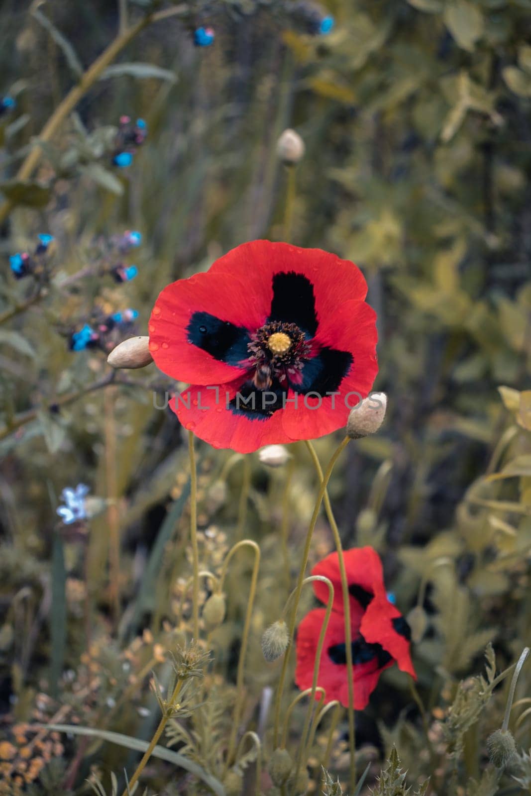 Colorful natural flower meadow with poppy concept photo. Countryside at spring season. Garden blossom background