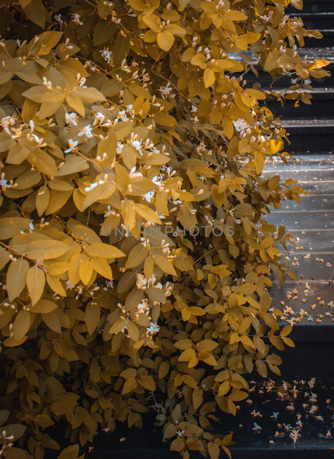 Autumn yellow bush with rain drops, autumn photo. Front view photography with staircase in park. High quality picture for wallpaper