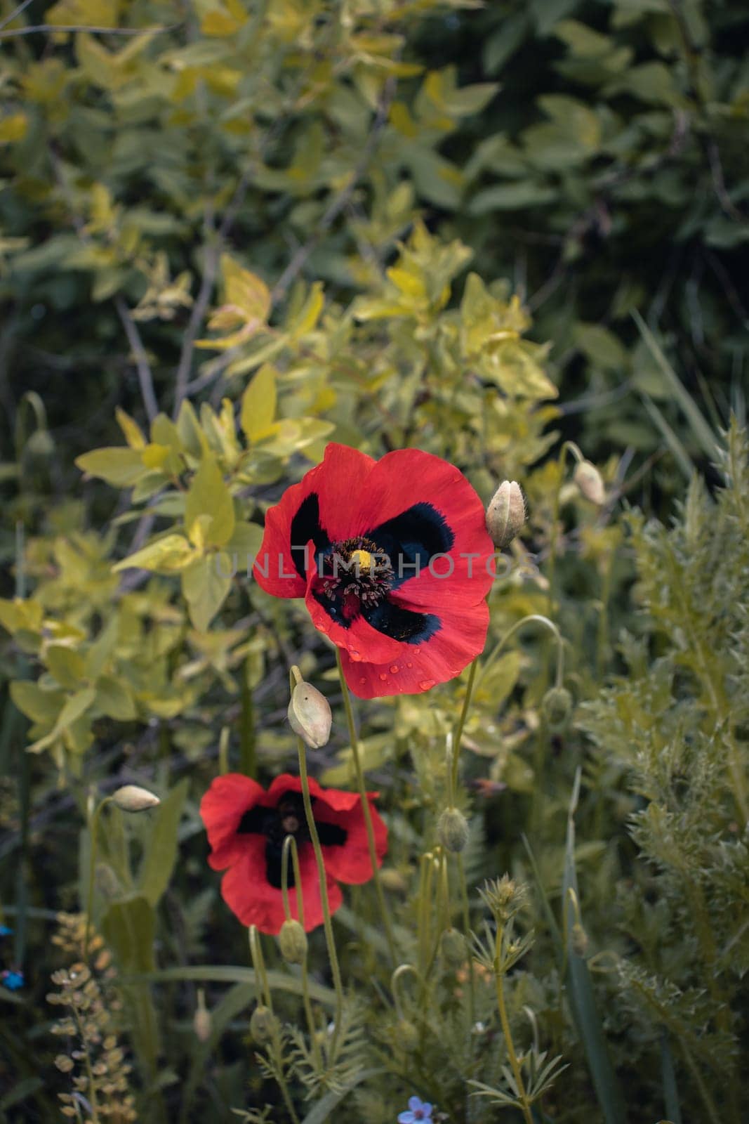 Colorful natural flower meadow landscape with poppy concept photo. Countryside at spring season. Garden blossom background