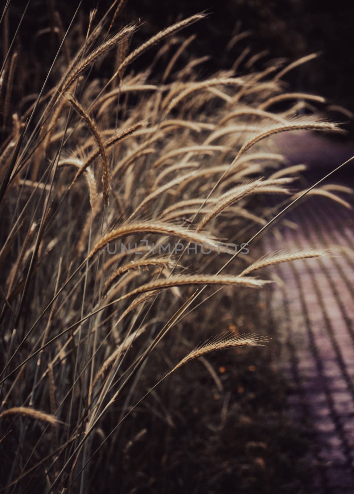 Wheat field - ears of golden wheat close-up photo. Beautiful nature, rural landscapes in daytime. Countryside at spring season. Spring apple garden background