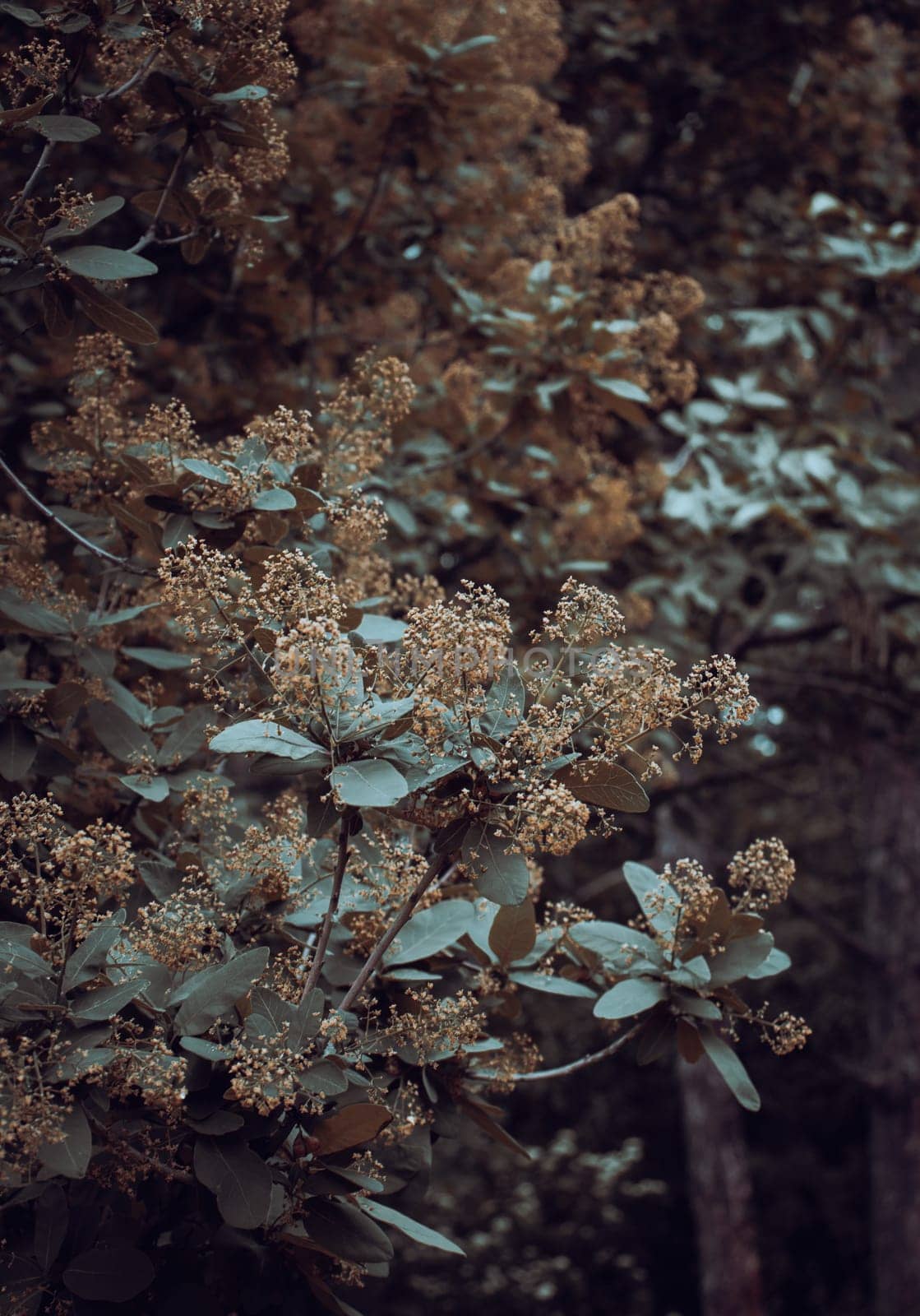 Smoke bush - Cotinus coggygria blossom shrub concept photo. Royal purple smoke bush, smokebush, smoke tree and purple smoke tree. High quality picture for wallpaper