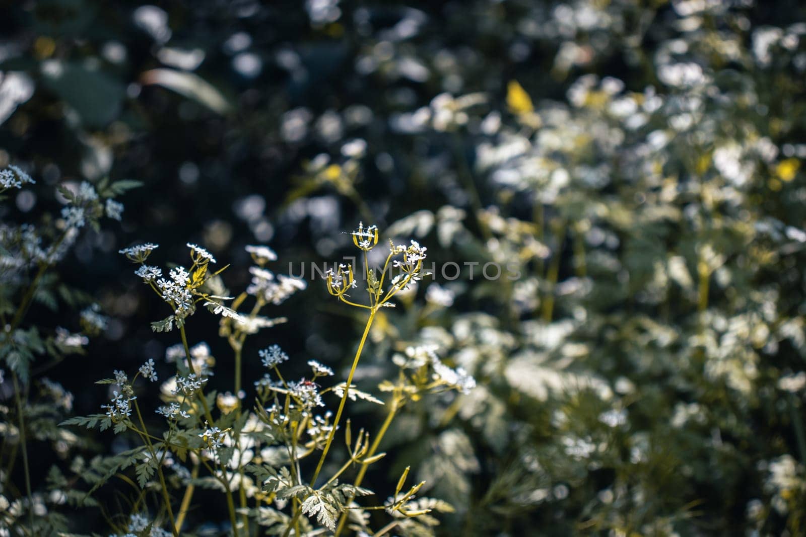 Close up meadow flowers under sunlight concept photo. by _Nataly_Nati_