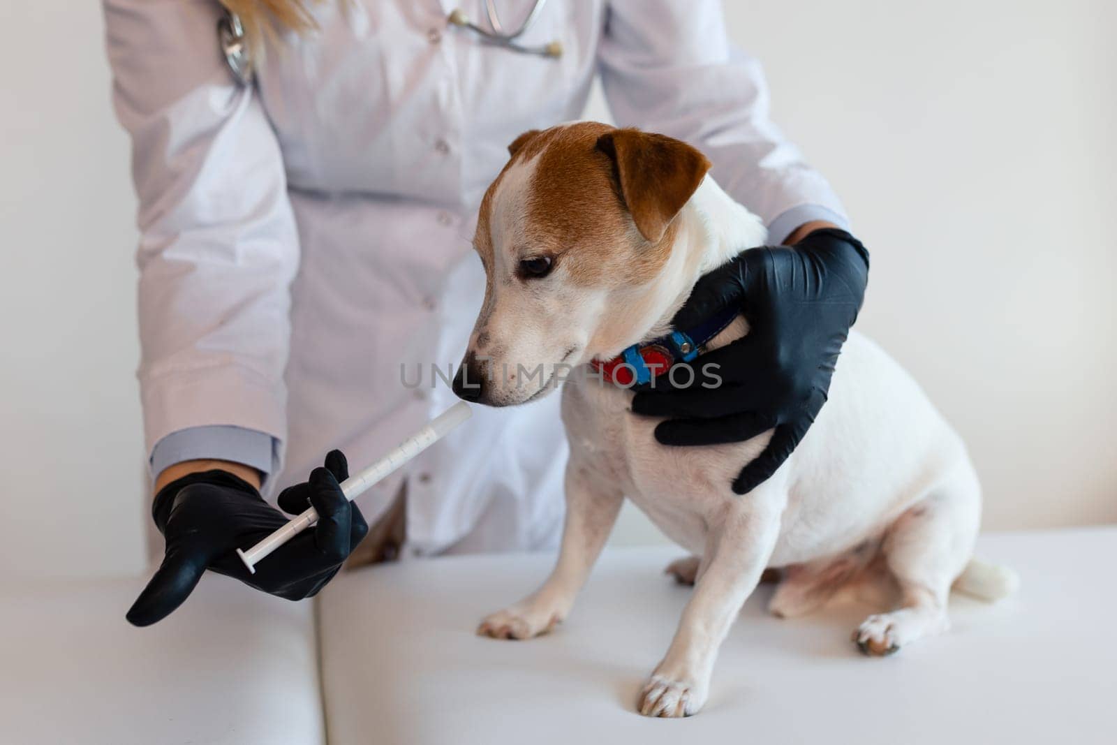 female veterinarian works in the clinic with a cute little Jack Russell dog. Wearing Protective Gloves Pet Health Care.