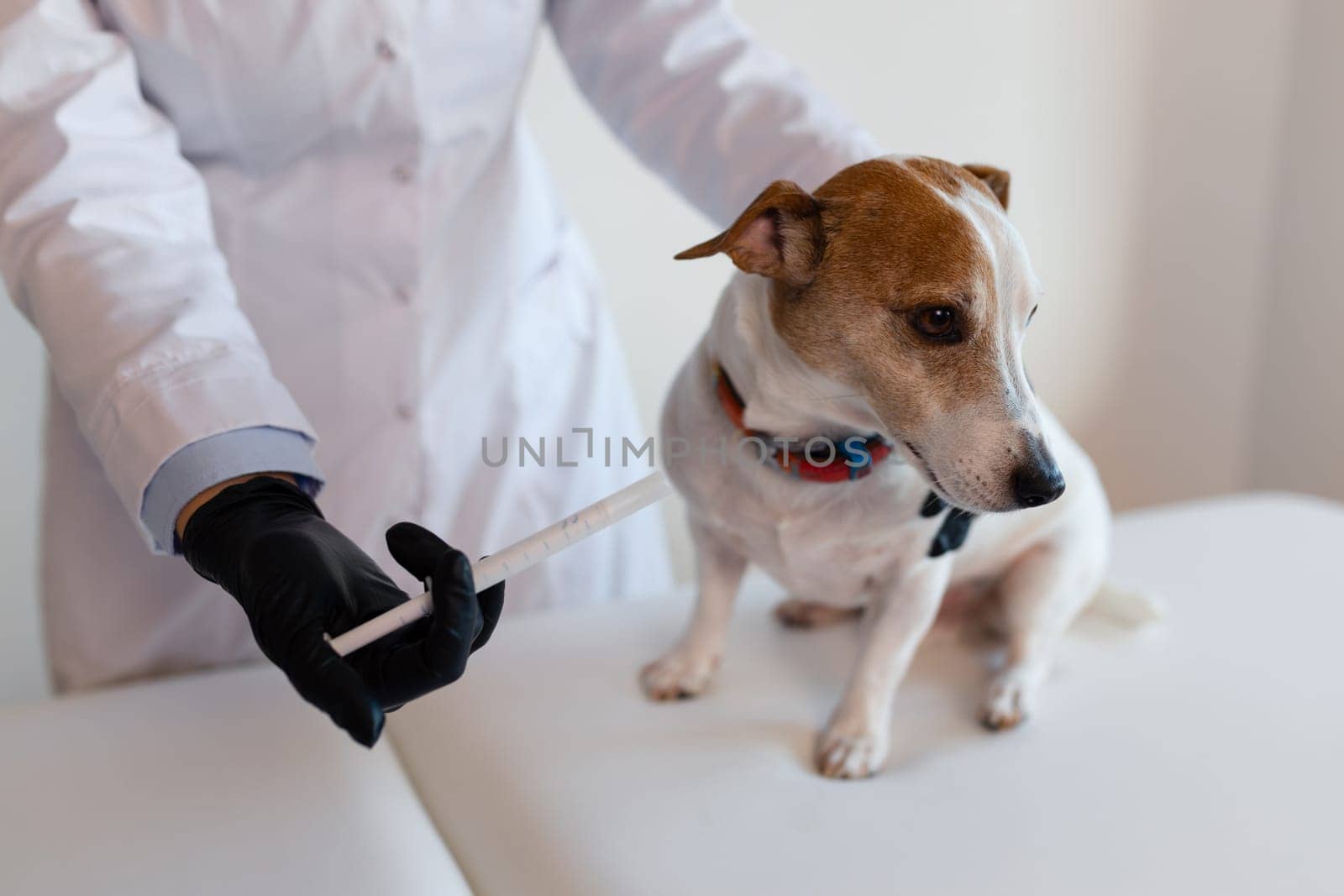 female veterinarian works in the clinic with a cute little Jack Russell dog. Wearing Protective Gloves Pet Health Care.