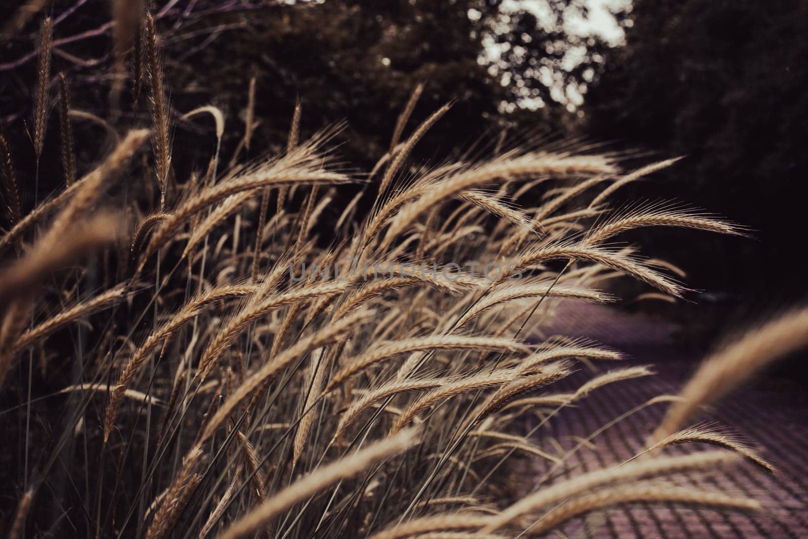 Wheat field - ears of golden wheat close-up photo. by _Nataly_Nati_