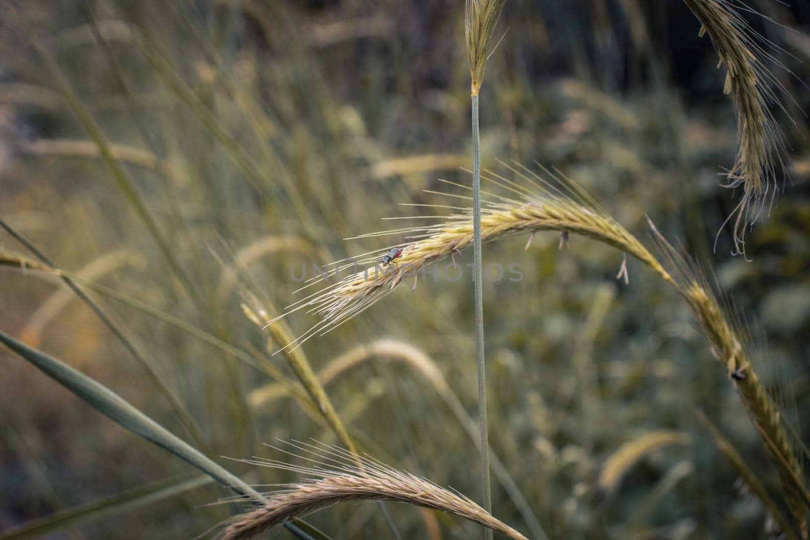 Wheat field - ears of golden wheat close-up photo. by _Nataly_Nati_